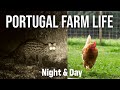 Day  night on our portuguese farm  portugal farm life