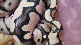 Clutch update 22-03.  LIVE!!! From the Olympus Reptiles house!  Baby ball PYTHONS!