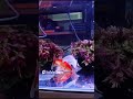 Amazing aquarium better fish #aquariumfish #bettafish #goldfish #ytshorts #whitefish.