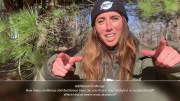 Coniferous vs. Deciduous Trees