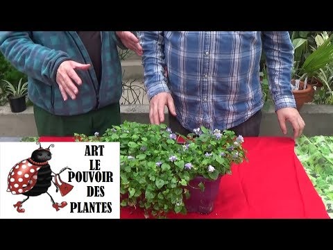 Vidéo: Comment Faire Pousser Du Matthiola (violette Nocturne)