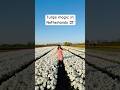 Tulips magic in Netherlands #youtubeshorts #shorts #tulip #feedshorts #netherlands #tulipfields