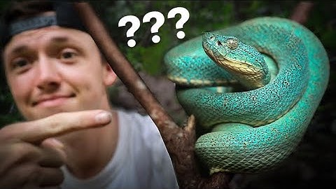Living In The AMAZON Jungle Until We Find This Viper!