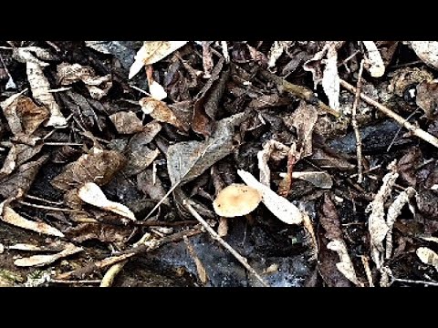 Распознаем Грибы. Часть 8. Предполагаю, что это говорушка зимняя.