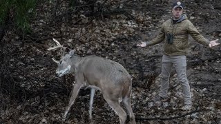 Deer Rubs! | Should I Hunt Them? | When, Where, What, How and Why Why Deer Make Rubs How To Hunt Them 583