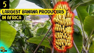 Top 5 largest banana producing countries in Africa