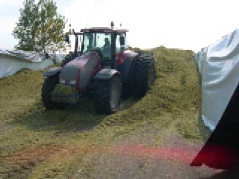 Allan dairy cutting corn part 2