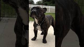 The Origins of the French Bulldog