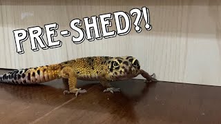 Django&#39;s Pre-Shedding Adventure: Exercise and Gourmet Roach Feast!