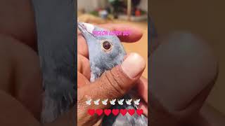 Pigeon Lover Boy