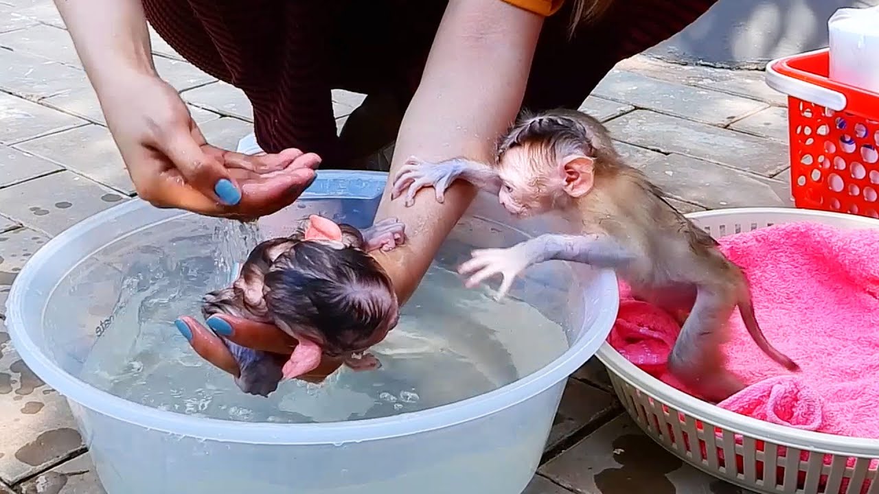 Smallest Baby Monkey Axel Refused Mom To Take Bath For Him He Try To ...