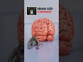 Animal Brain Size Comparison: From Mosquito to Kong