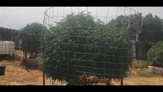2021 Outdoor Grow Late July Update