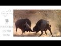 Buffalo bulls fighting - must see action