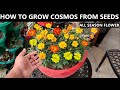 How to Grow Cosmos From Seed | ALL SEASON FLOWER