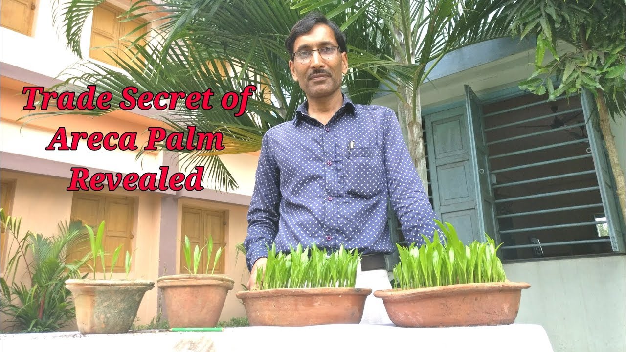 Propagation Of Areca Palm From Seeds The Trade Secret Revealed