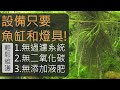 天然水草缸 無過濾器、無二氧化碳、無液肥的水草缸(一尺缸) NO Filter, NO CO2, NO Ferts Tank