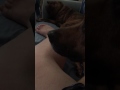 Cute dog cleaning leg
