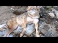 3 coyotes vs labradors standoff  chase  injured coyote w broken legs