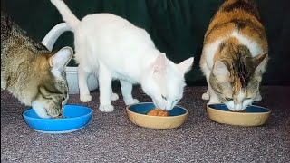 Cats Eating Tuna Paté