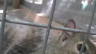 Nutty Squirrel Attacks Camera!