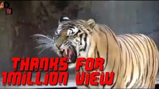 Download lagu Mengerikan Auman Harimau Vs Singa Siapa Yang Lebih Sangar mp3