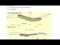 #DEVELOPMENTALL BIOLOGY#C ELEGANS-1# CSIR NET LIFE SCIENCES/IITJAM/GATE LIFE SCIENCES