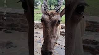World's Largest Antelope Walks Into House