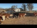 25 NOVILLOS HEREFORD GORDOS DE 530 KG en CARLOS TEJEDOR, BUENOS AIRES