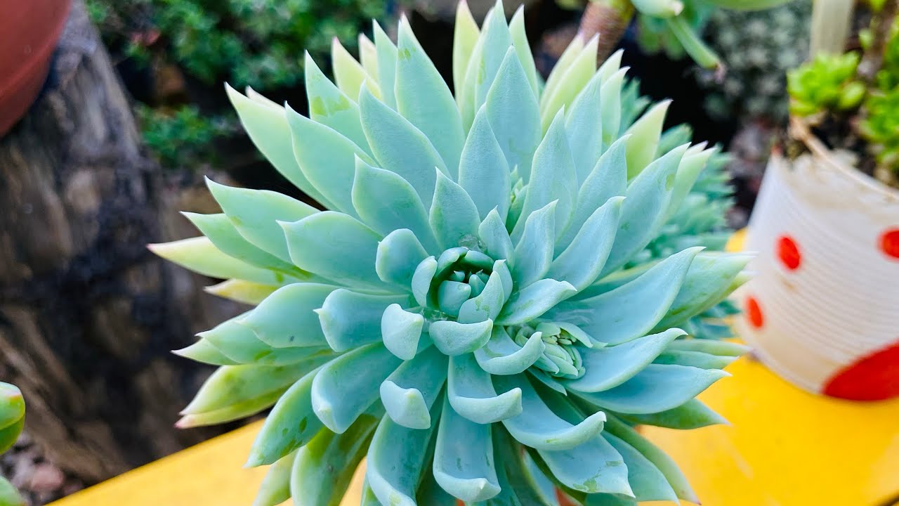 SUCULENTAS RARAS LINDAS E DIFÍCEIS DE ENCONTRAR 