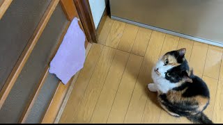 「開けて。」問題、再発。