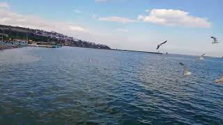Deniz ve martı sesleri