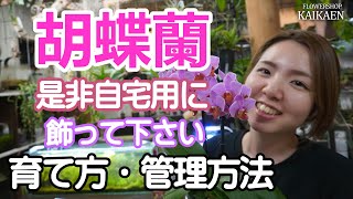 胡蝶蘭　育て方　管理方法　高級品のイメージ　是非自宅用に　購入してください【おうちでガーデニング】開花園チャンネル