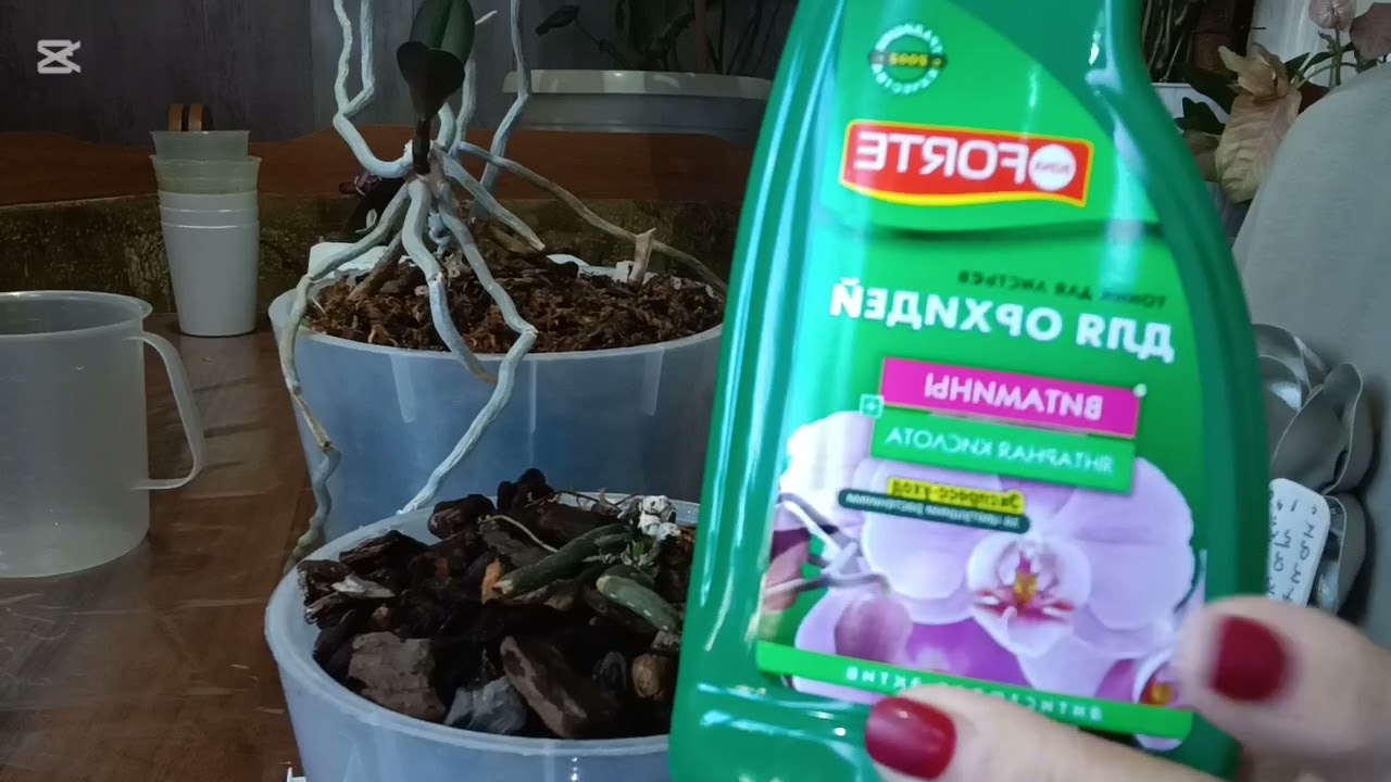 Мои пенёчки дали прекрасных деток. Что я для них делаю.