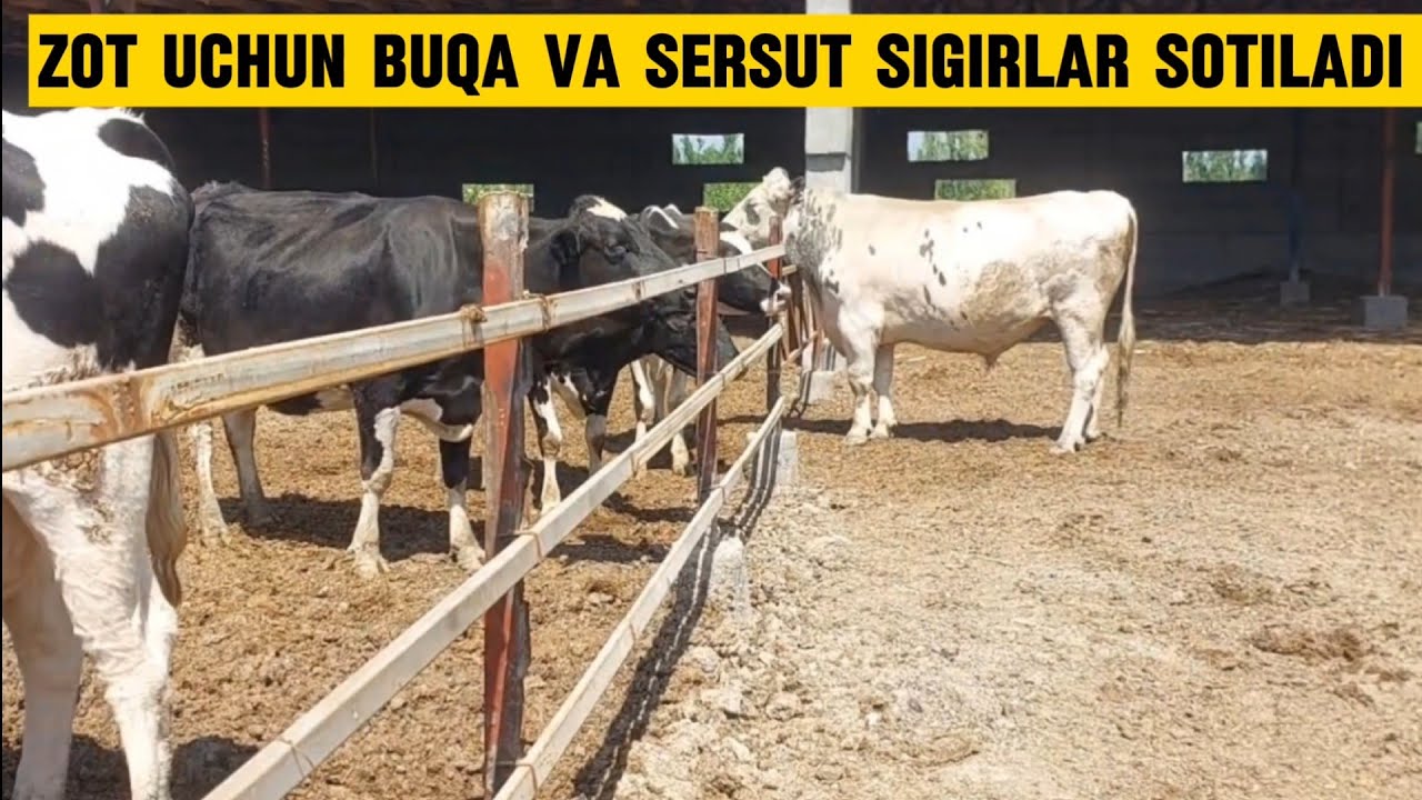 Sargish ayolning hammomda sikilishi haqidagi porno video Tanishuv bekasi qullarni qidirmoqda