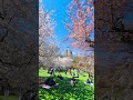 Very Gorgeous Cherry Blossom of Central Park, New York City #centralpark #cherryblossomnewyork