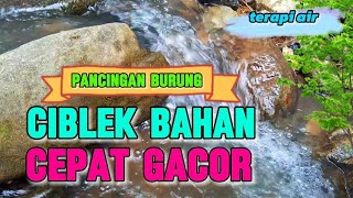 Terapi ciblek bahan agar cepat gacor, suara air terapi burung ciblek semua jenis
