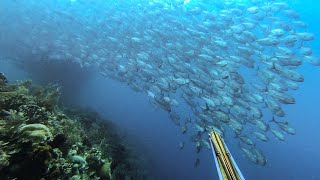 thousands of fish in the best spearfishing spots and best fishing spots | Indonesian spearfishing