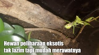 Cara memelihara ternak belalang sembah | Praying Mantis Care