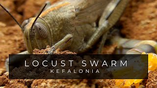 Locust Laying Eggs / Alien Xenomorph / Kefalonia Greece