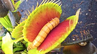 Morio Worms getting squished by Venus Flytraps