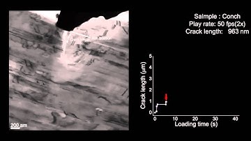Nanotwin-governed toughening mechanism in hierarchically structured biological materials