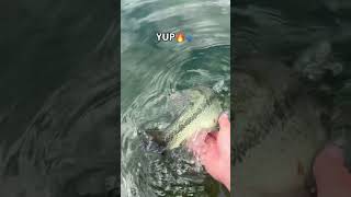 YUP #fishing #bigbass #bassfishing #fish #sunfish