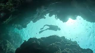 Discovering Brittle Star City: The Hidden World Beneath the Waves