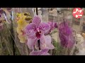 Обзор орхидей в магазине Globus город Москва