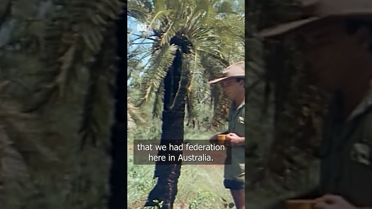 “They take around 100 years to grow two metres.” 😮🌴 | Bush Tucker Man | ABC Australia