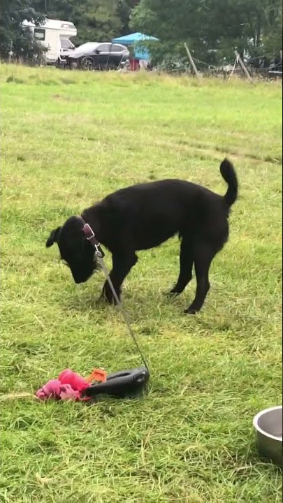 Dogs holiday