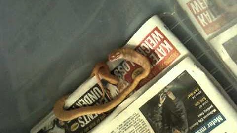 Albino Darwin Carpet Python eating a fuzzy mouse