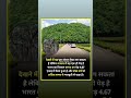 भारत का एक पेड़ जो 250 वर्षो है #shortvideo #gk