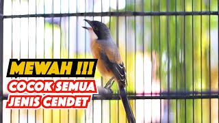 MASTERAN CENDET GACOR, CENDET GACOR FULL ISIAN MEWAH